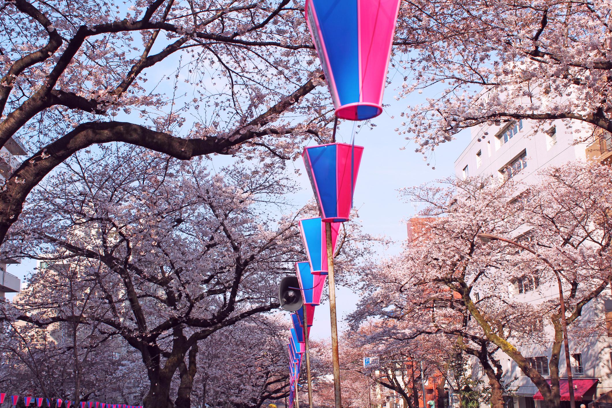 🌸 하리마자카 벚나무 가로수(하리마자카 사쿠라나미키) 이미지 4